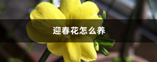 迎春花怎么养