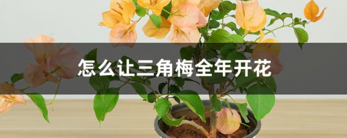 怎么让三角梅全年开花