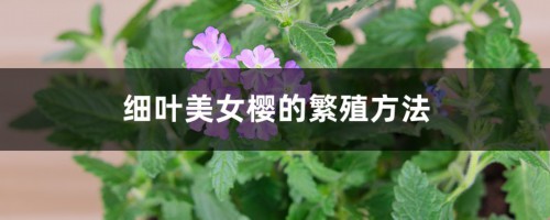 细叶美女樱的繁殖方法