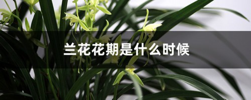 兰花什么季节开花（兰花花期）