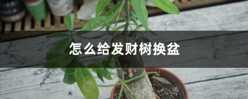 怎么给发财树换盆，换盆用什么土好