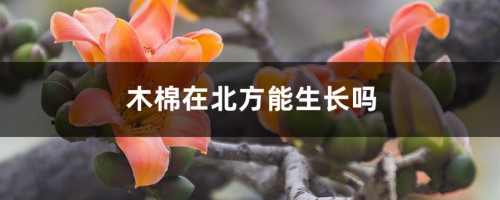 木棉在北方能生长吗，耐寒吗