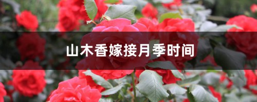 山木香嫁接月季时间