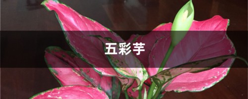 五彩芋（彩叶芋）的养殖方法和注意事项