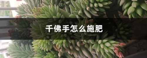 千佛手怎么施肥