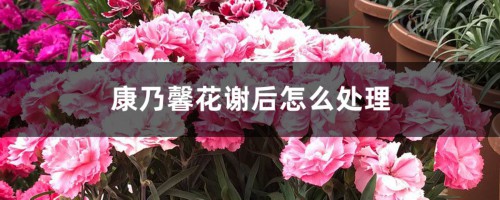 康乃馨花谢后怎么处理