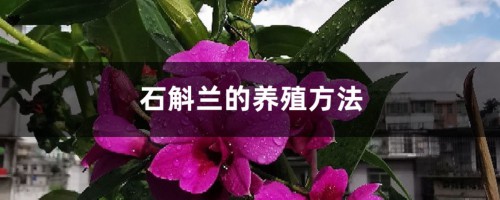 石斛兰的养殖方法